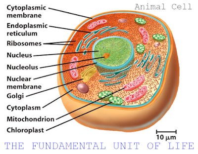 CBSE Class 9 - Biology - Cell - Fundamental Unit Of Life - 1 Marker Questions (#class9Biology)(#eduvictors)