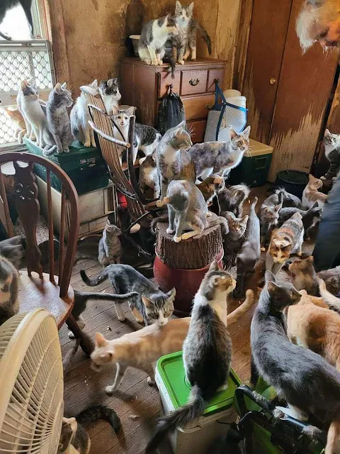 2 cats became 84 in 2 years (in 1 room)