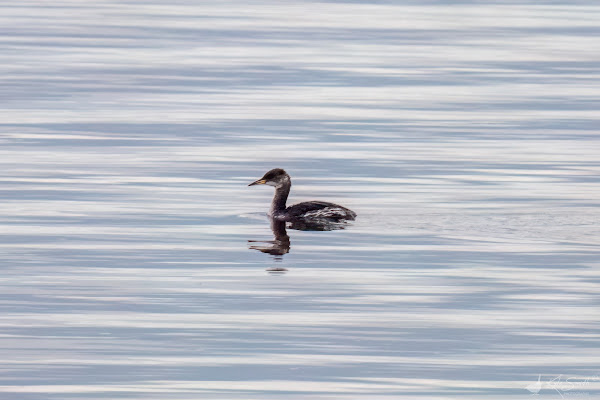 Red-necked grebe