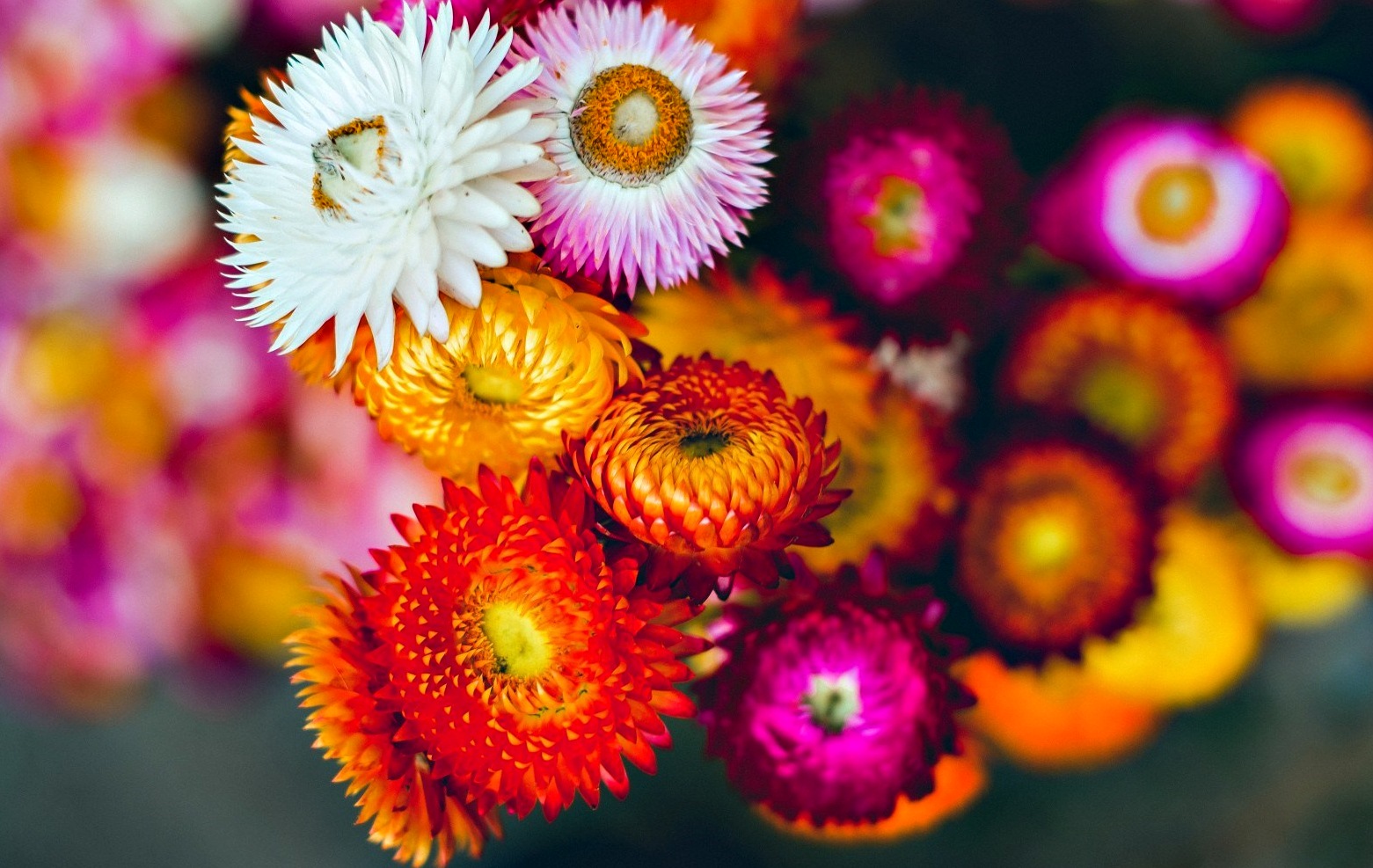 Gambar Wallpaper Bunga Cantik Indah  Caption Instagram 