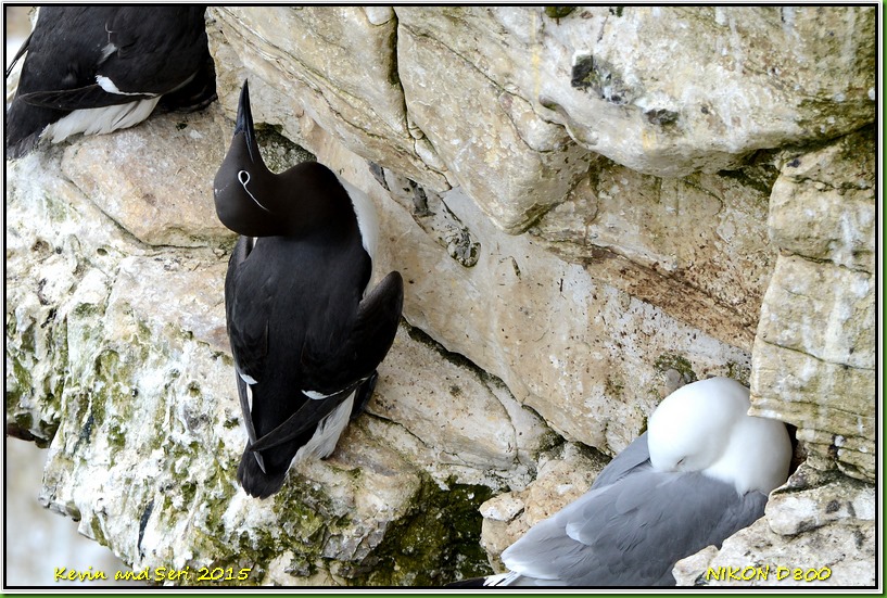 Bempton Cliffs RSPB - May