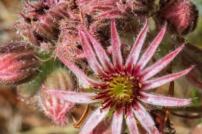 [Crassulaceae] Sempervivium sp. – Mountain Houseleek (Semprevivo), possibly S. montanum