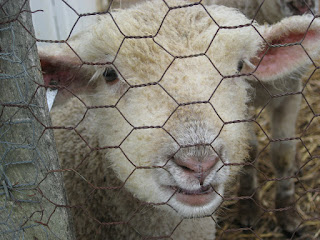 lamb at Slate Run Farm