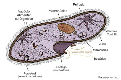 Paramecium sp