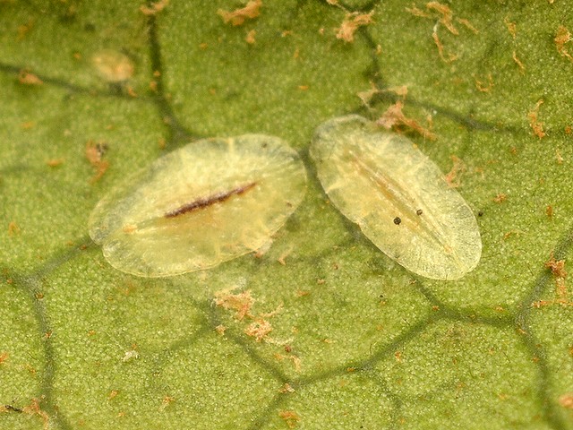 そよ風のなかで Part2 ミカンワタカイガラムシの幼虫