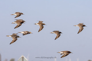 Wildlifefotografie Dümmer See Olaf Kerber Kampfläufer