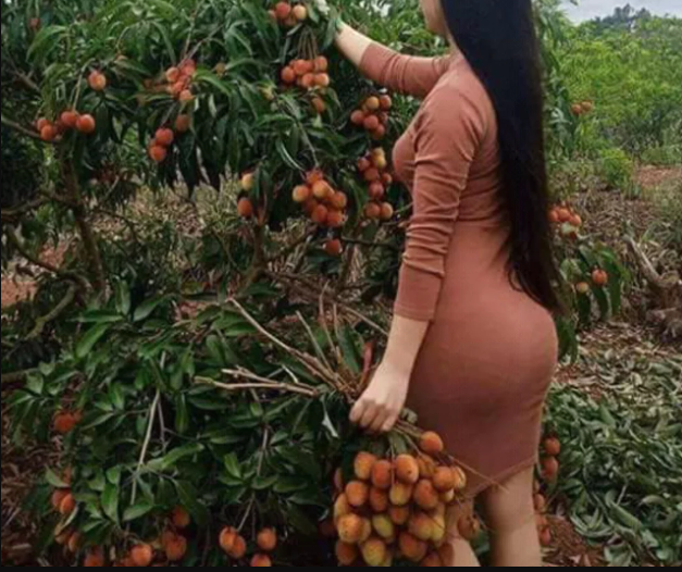https://tipspetani.blogspot.com/2019/01/tips-singkat-menanam-buah-leci-si-buah.html