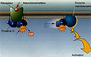 recettori associati a proteine G