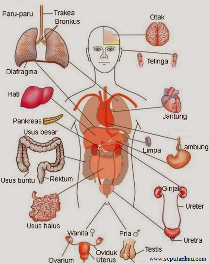 Pengertian Macam Macam dan Fungsi Sistem  Organ  Pada  