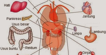 Pengertian Macam Macam dan Fungsi Sistem  Organ  Pada 