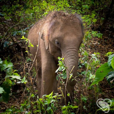 Hari Gajah Sedunia (World Elephant Day)