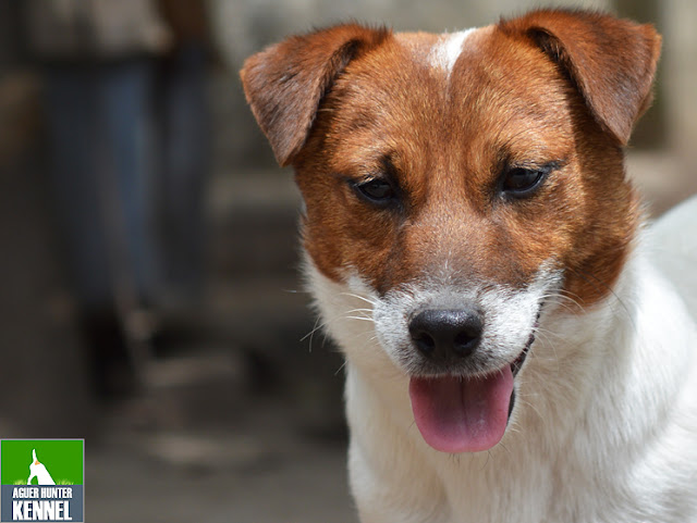 Criadero de Jack Russell Terrier Aguer Hunter