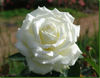 Rose MEMOIRE