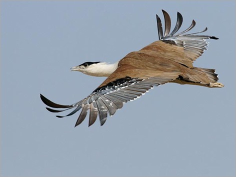 rare-birds-photo-contest-great-indian-bustard