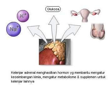  berkeringat  dan acara lainnya juga diatur oleh sistem saraf simpatis Kelenjar adrenal yang kurang aktif