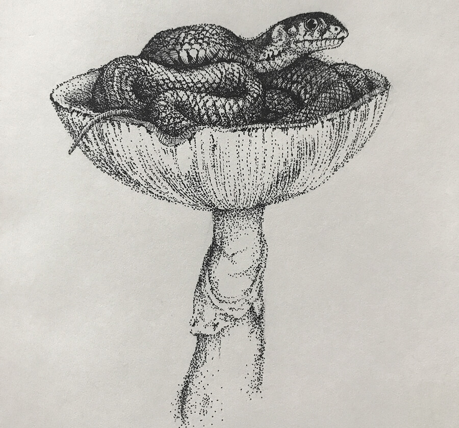 08-Snake-on-a-mushroom-Sketchbook-Animals-Patrick-Schwarz-www-designstack-co