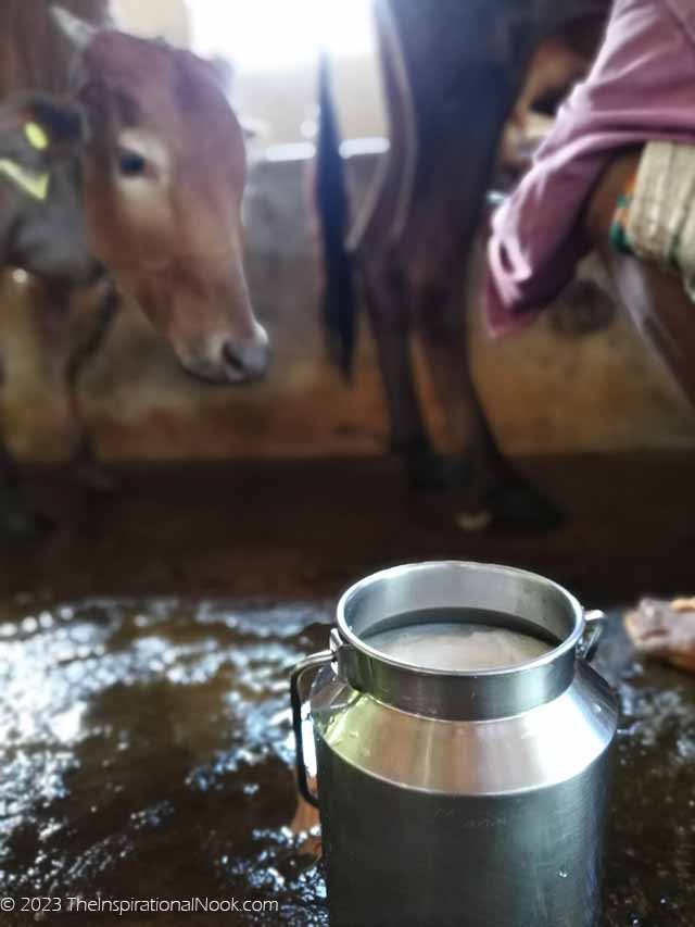 Indian milk can