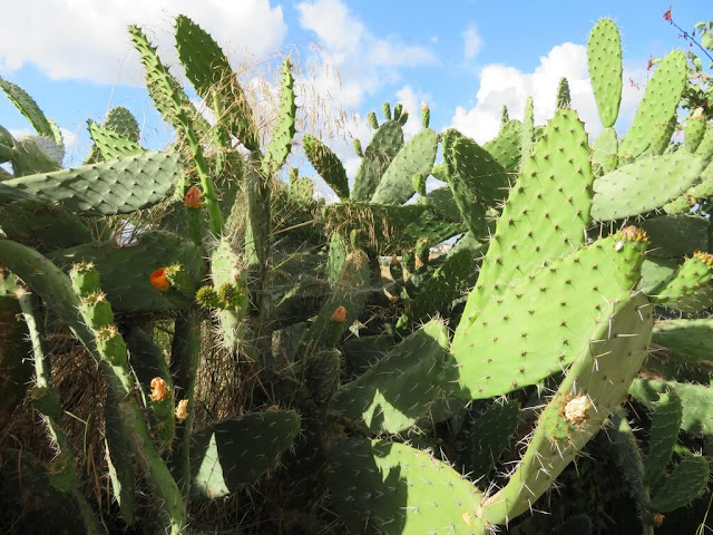 Figueira da Índia - Opuntia ficus-indica