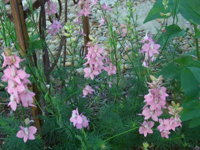 Volunteer Larkspur my next door neighbor for many years was a tiny old lady