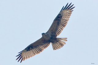 "Gracing the blue sky above the Long-legged Buzzard - Buteo rufinu, a winter visitor ."