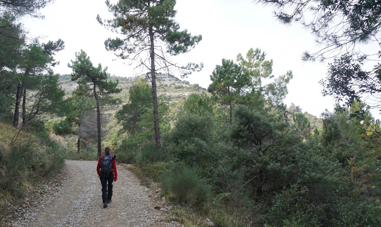 The forest road to Canal de la Graviére