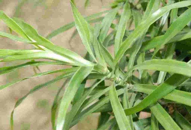  Manfaat Daun Suji Selain Sebagai Pewarna Makanan Alami  Istimewa, Ini 8 Manfaat Daun Suji Selain Sebagai Pewarna Makanan