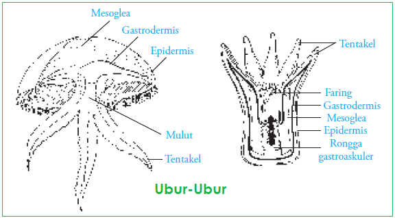 Pengertian Coelenterata  Ciri Ciri Daur  Hidup  dan 