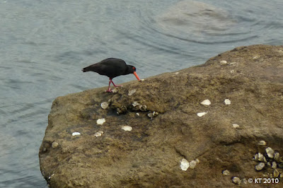 'Musta meriharakka', Mount Maunganui