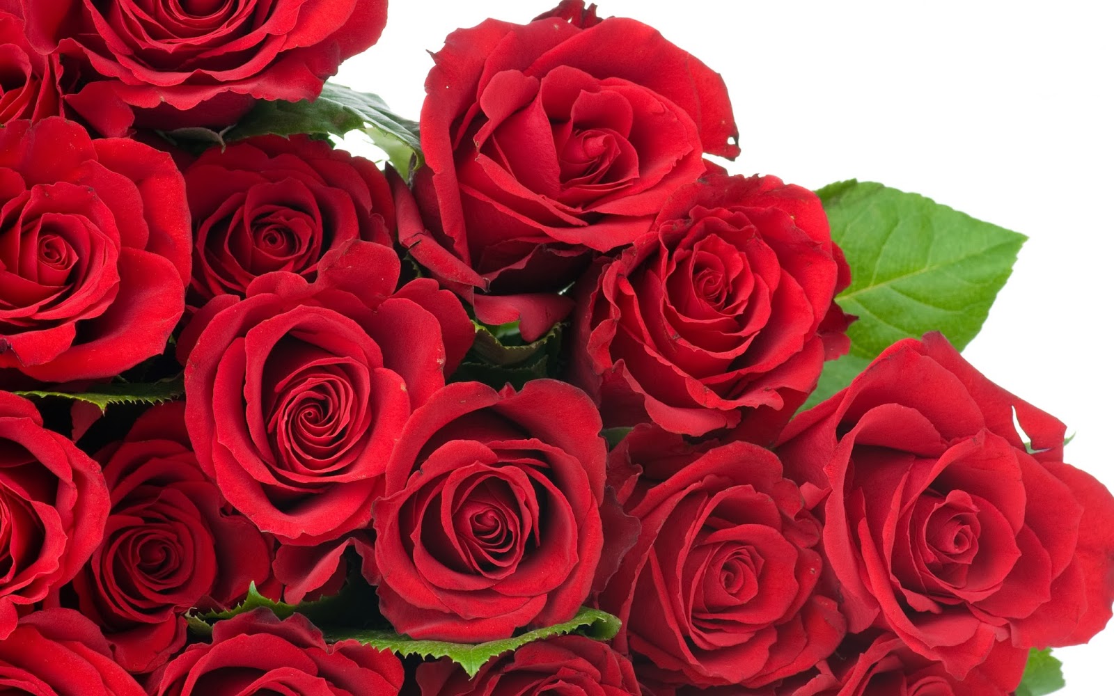  Red  Rose  HD  Flowers  Wallpapers  Flowers 