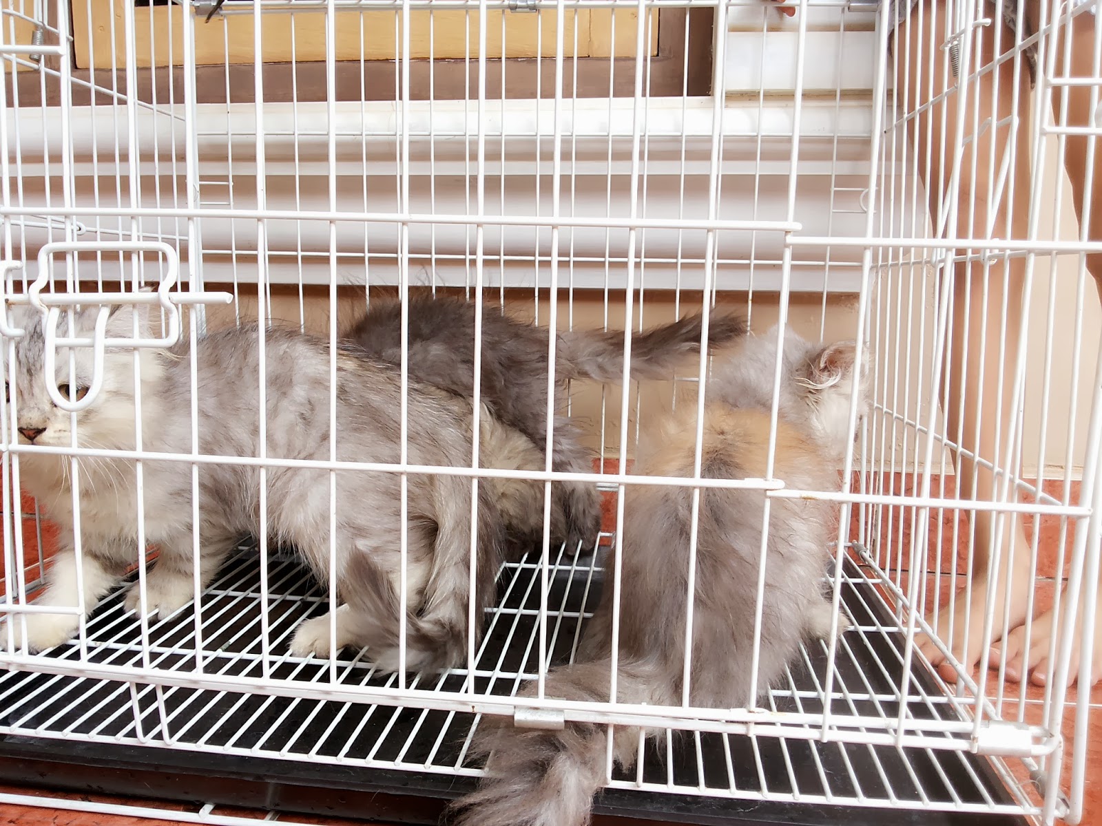 Jual Kucing Persia Jual Peralatan , Perlengkapan , dan Jual Kucing Persia Jual Peralatan , Perlengkapan , dan
