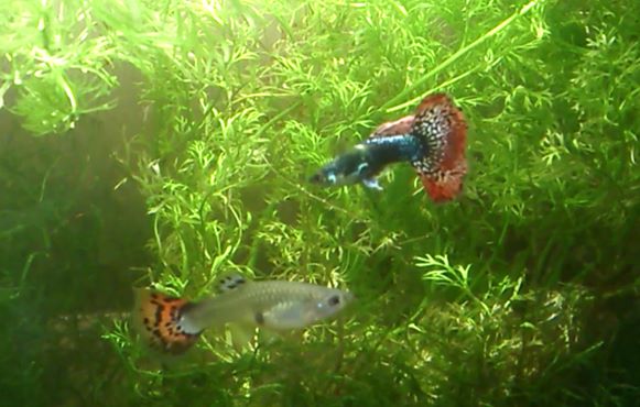 5 Jenis Ikan Hias yang Populer dan Mudah Dipelihara di Aquarium