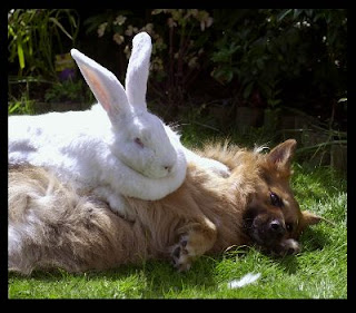 rabbit versus dog