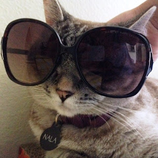 Gambar Kucing Lucu dan Keren Pakai Kacamata Hitam