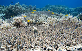 Underwater Widescreen | nature desktop wallpapers Images Photos