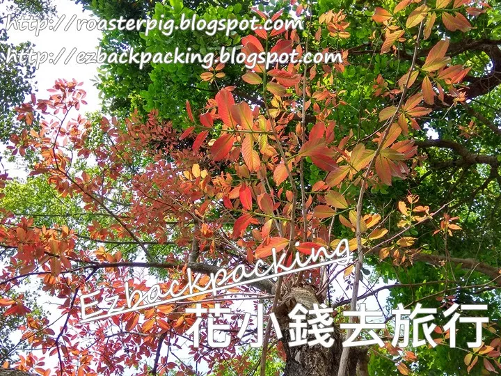 大埔海濱公園紅葉2022