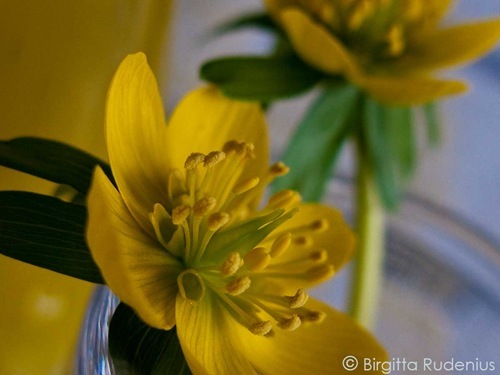 blom_20110314_gul1