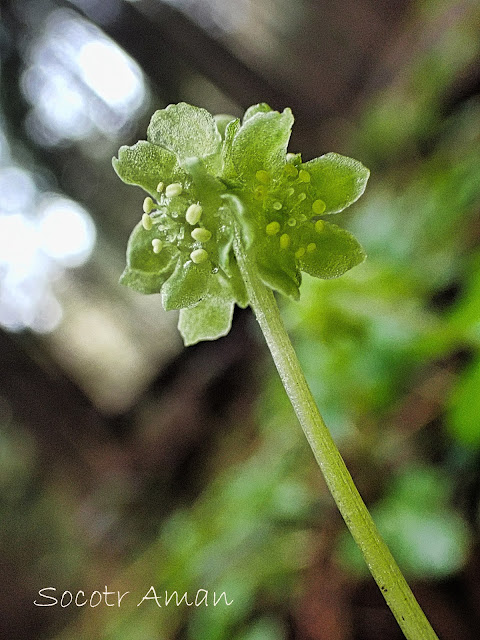 Adoxa moschatellina