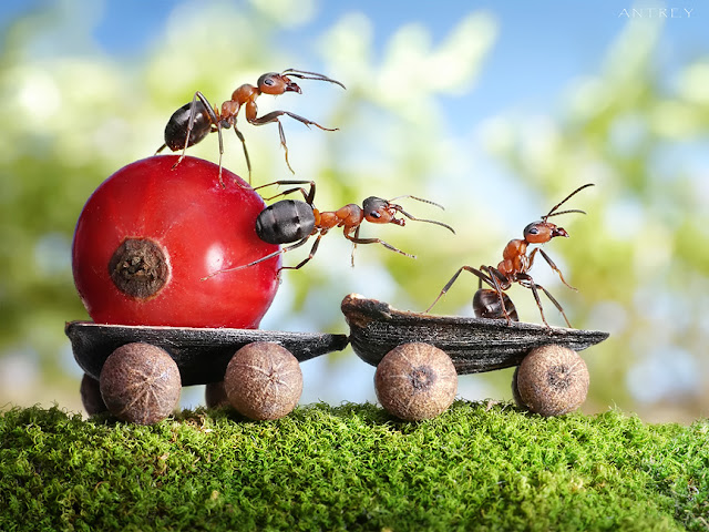 Photographer Andrey Pavlov create amazingly cool photographs using ants in the series Ant Tales, ant tales, the fantasy world of ants, Andrey Pavlov, ant pictures