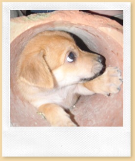 Give Me A Home Please.....