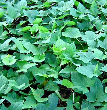 benefits of sweet potato leaves