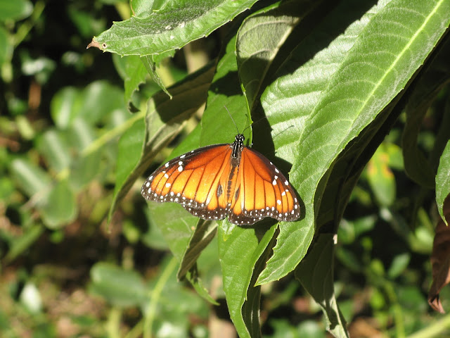 Danaus gilippus