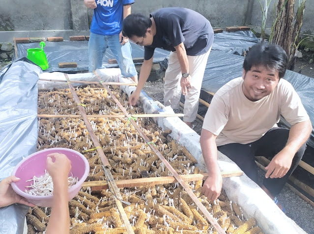 Wow! Budidaya jamur janggel di lahan sempit raup omset jutaan rupiah