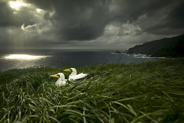 Masked Boobies before storm