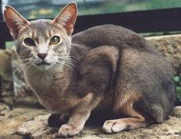 Black Abyssinian Cat