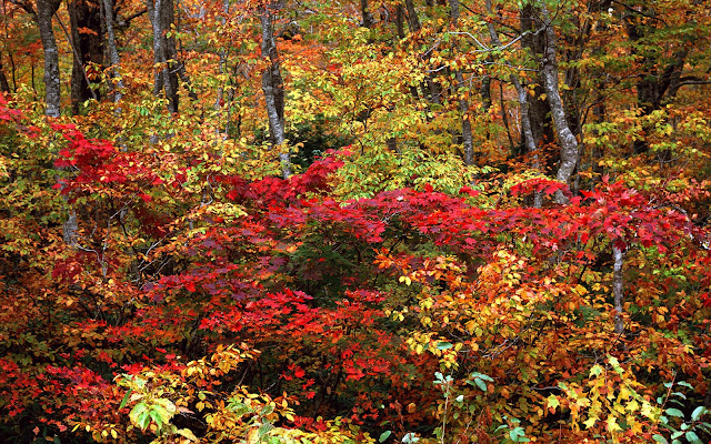 Árboles de Otoño - Autumn Trees