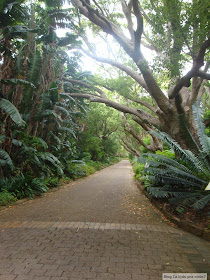 Kirstenbosch Botanical Garden