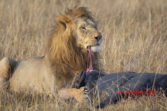 Lion Masai Mara