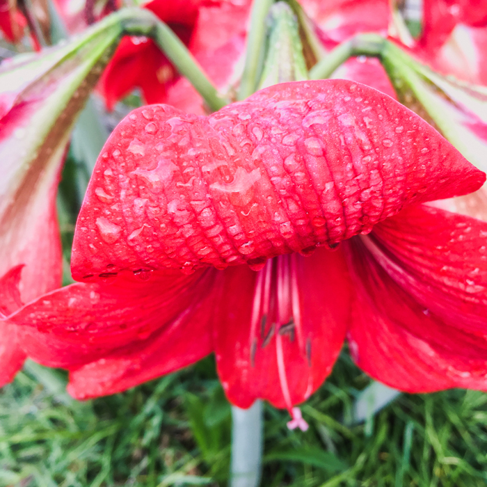 red flowers with rain drops