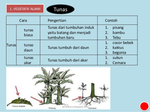 HAMDAN ARFANI blogspot com PERKEMBANGBIAKAN  VEGETATIF 