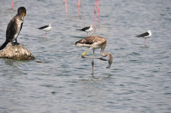 Algerian Greater Flamingo at Oued Martil, northern Morocco, 16 October 2011 (Rachid El Khamlichi).